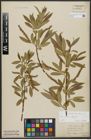 Foto von Salix alba L. x Salix fragilis L.